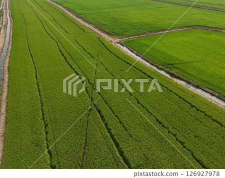 Green rice Fileds aerial top view Thailand countryside landscape Green rice Fileds aerial top view Thailand countryside landscape 126927978