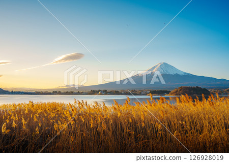 Mount Fuji and Golden Reeds at Lake Kawaguchiko 126928019