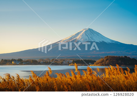 Mount Fuji and Golden Reeds at Lake Kawaguchiko 126928020
