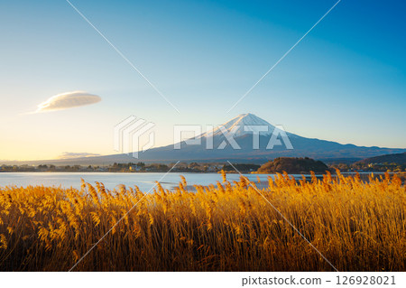 Mount Fuji and Golden Reeds at Lake Kawaguchiko 126928021
