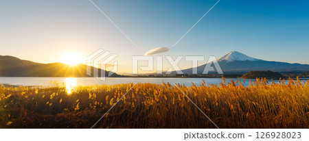 Mount Fuji and Golden Reeds at Lake Kawaguchiko 126928023
