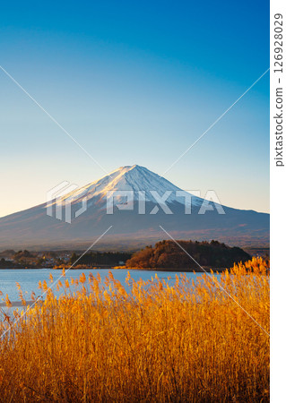 Mount Fuji and Golden Reeds at Lake Kawaguchiko 126928029