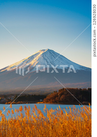 Mount Fuji and Golden Reeds at Lake Kawaguchiko 126928030
