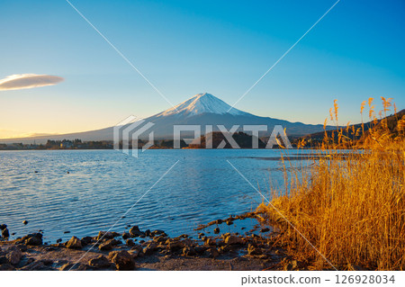Mount Fuji and Golden Reeds at Lake Kawaguchiko 126928034