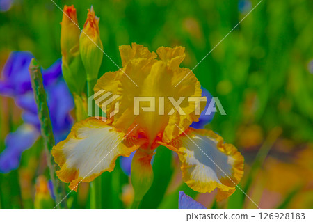Beautiful Iris Core Beautiful Iris Core 126928183