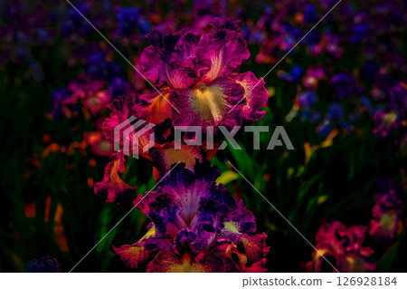 有紫色花朵的植物品系 有紫色花朵的植物品系 126928184