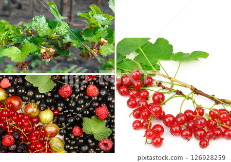 Currants, gooseberries, raspberries and flowering bush of red currant with green leaves in the garden. Currants, gooseberries, raspberries and flowering bush of red currant with green leaves in the garden. 126928259