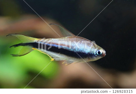 Beautiful blue emperor tetra fish  126928315