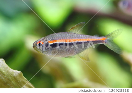 Beautiful red line tetra fish in aquarium 126928318