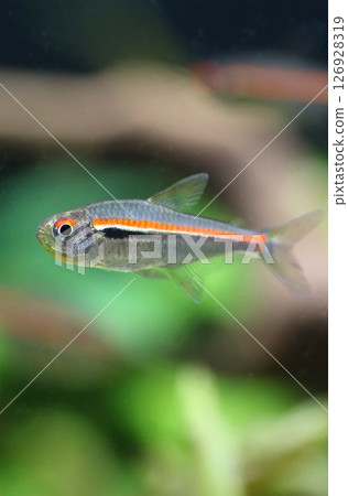 Beautiful red line tetra fish in aquarium 126928319