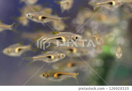 Beautiful glow light rasbora fish in aquarium Beautiful glow light rasbora fish in aquarium 126928320