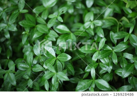 Green leaves as a background. Green leaves as a background. 126928486