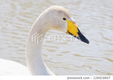Swan visiting in spring in Hokkaido 126928607
