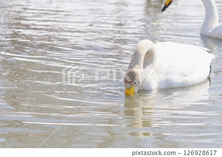 Swans visiting spring in Hokkaido drinking water Swans visiting spring in Hokkaido drinking water 126928617
