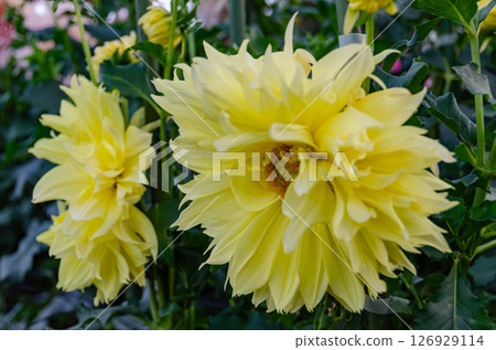 Autumn garden with shining yellow dahlias 126929114