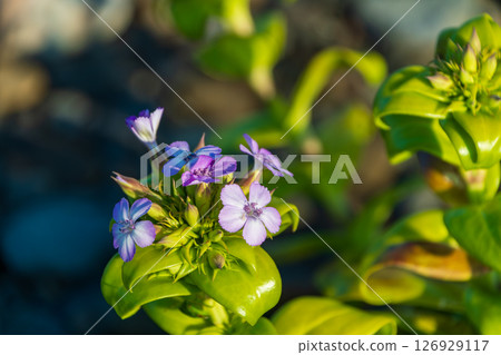 野花的小紫色花朵 126929117