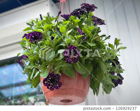 Decorative flower pots with spring flowers viola cornuta in vibrant violet. purple pansies in flower pots hanging in a garden. Violet pansy flowers blooming in brown hanging pot 126929237