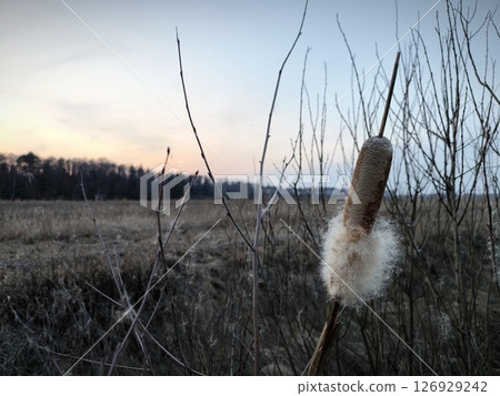 Fluffy Reeds in a river ditch in the middle of a field at sunset. Evening atmospheric natural landscape. 126929242