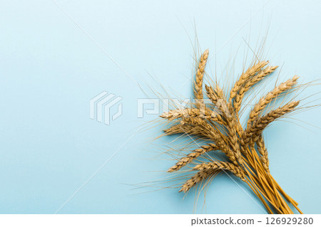 Sheaf of wheat ears close up and seeds on colored background. Natural cereal plant, harvest time concept. Top view, flat lay with copy space. world wheat crisis Sheaf of wheat ears close up and seeds on colored background. Natural cereal plant, harvest time concept. Top view, flat lay with copy space. world wheat crisis 126929280