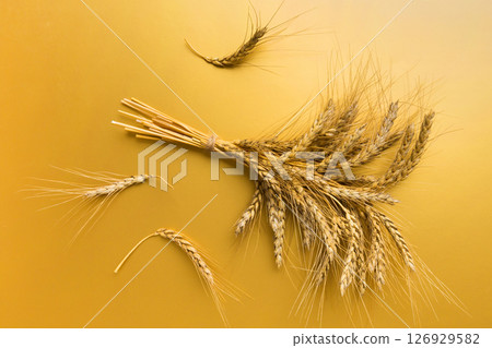 Sheaf of wheat ears close up and seeds on colored background. Natural cereal plant, harvest time concept. Top view, flat lay. world wheat crisis 126929582