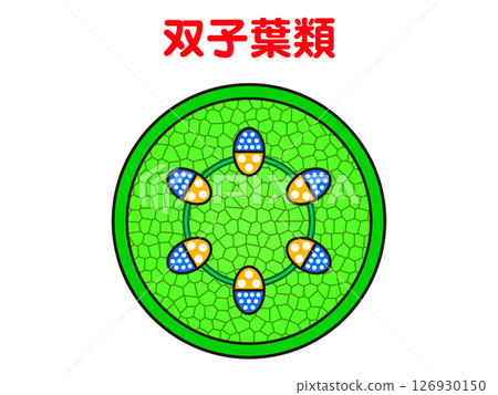 雙子葉植物插圖 126930150