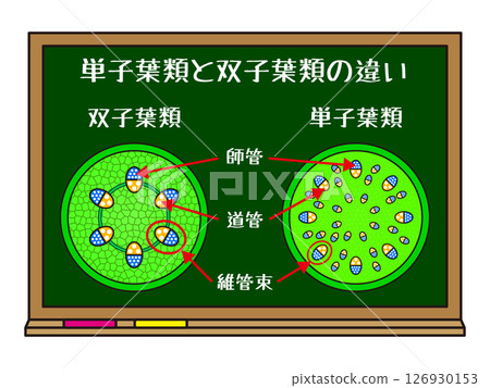 黑板和單子葉植物和雙子葉植物的插圖材料 126930153