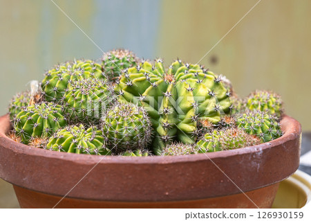 Succulents in pots Succulents in pots 126930159
