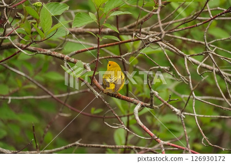 Back view of a Yellow Warbler perched on a branch Back view of a Yellow Warbler perched on a branch 126930172