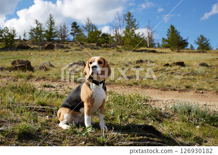 Beagle dog sits quietly in a clearing under a bright blue sky with fluffy white clouds. Beagle dog sits quietly in a clearing under a bright blue sky with fluffy white clouds. 126930182