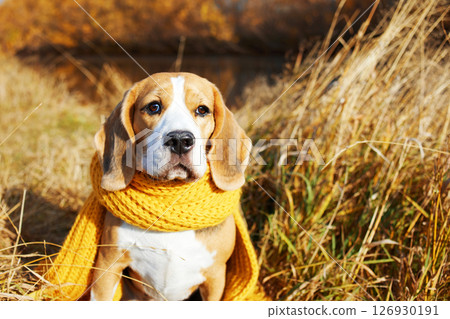 Autumn concept. A beagle dog in a yellow scarf sits in the dry grass Autumn concept. A beagle dog in a yellow scarf sits in the dry grass 126930191