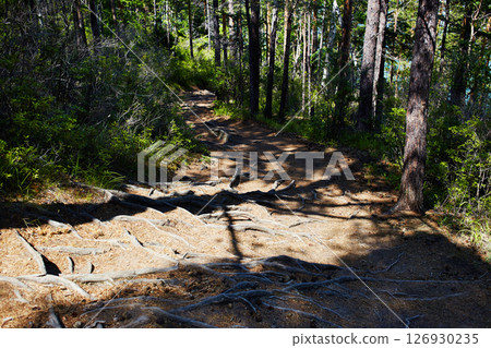 Tree roots that protrude above the surface. A path in a pine forest. 126930235