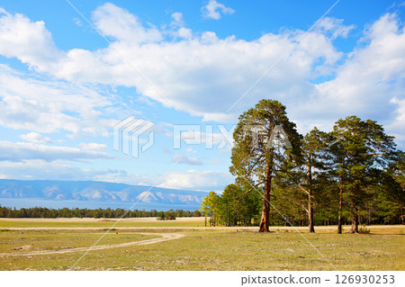 Beautiful summer landscape. A road in a pine forest. Beautiful summer landscape. A road in a pine forest. 126930253