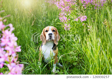 Cute beagle dog in a in lilac flowers, blooming field of in fireweed. Cute beagle dog in a in lilac flowers, blooming field of in fireweed. 126930257