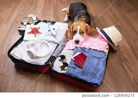 A beagle dog is lying on an open suitcase with clothes and leisure items. 126930275