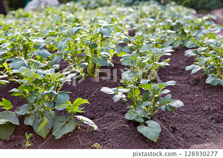 Green field of new potatoes. Close up Green field of new potatoes. Close up 126930277