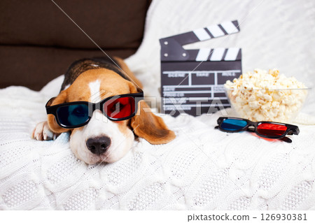 A beagle dog in 3d glasses is lying on the sofa and watching a movie A beagle dog in 3d glasses is lying on the sofa and watching a movie 126930381