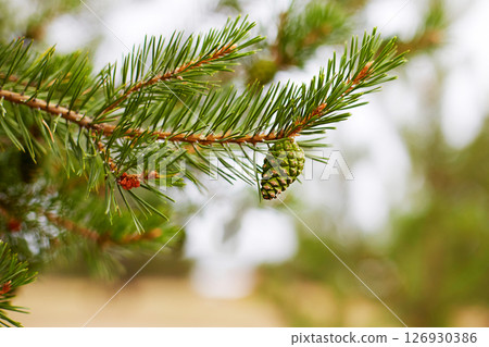 A pine branch with a young green pine cone. Macro photography. Selective focus. A pine branch with a young green pine cone. Macro photography. Selective focus. 126930386