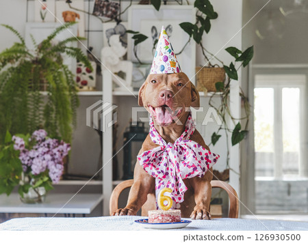 Cute dog and chocolate cake with number 6 126930500