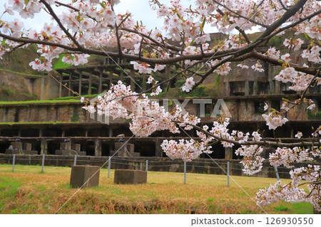 北澤浮選廠遺址與佐渡的櫻花 126930550