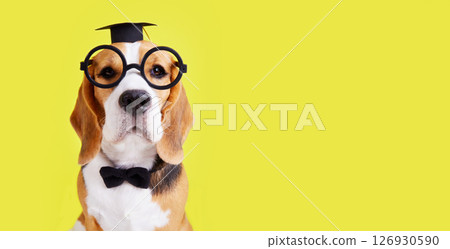 A beagle dog with glasses, a bow tie and a graduate hat A beagle dog with glasses, a bow tie and a graduate hat 126930590