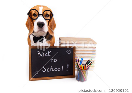 A beagle dog wearing glasses and a bow tie sits on a white isolated background. A beagle dog wearing glasses and a bow tie sits on a white isolated background. 126930591
