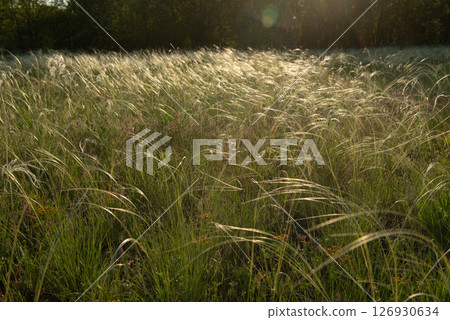 Stipa in the field.The grass twists in the wind. Stipa is a genus of 141 species of large perennial hermaphroditic grasses. Stipa in the field.The grass twists in the wind. Stipa is a genus of 141 species of large perennial hermaphroditic grasses. 126930634