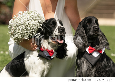 Cocker Spaniel Couple in Tuxedo and Bow Tie at Wedding Cocker Spaniel Couple in Tuxedo and Bow Tie at Wedding 126930748