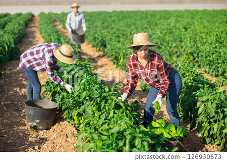 Woman picking green pepper on field 126930873