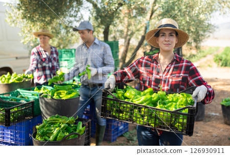 Female farmer carries a crate of ripe green bell peppers in backyard of a farm Female farmer carries a crate of ripe green bell peppers in backyard of a farm 126930911