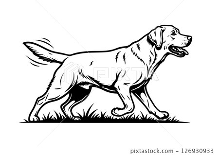 Black and white vector illustration of a happy Labrador Retriever walking with tail wagging. Perfect for pet logos, dog designs, and animal graphics. 126930933
