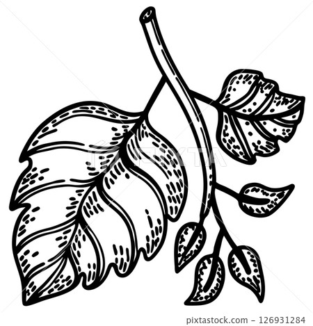 Botanical drawing of leafy branch with various leaves hand drawn monochrome nature illustration, foliage detailed design, AI Generative 126931284