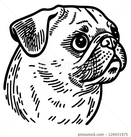 Pug face illustration in black and white, detailed hand drawn portrait, cute dog breed line art, AI Generative 126931975