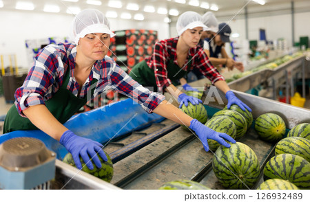 Vegetable factory workers sorting watermelons on conveyor line Vegetable factory workers sorting watermelons on conveyor line 126932489