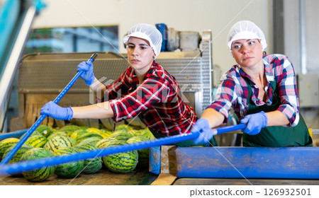 Women hardworking in agricultural facility, sorting watermelons Women hardworking in agricultural facility, sorting watermelons 126932501